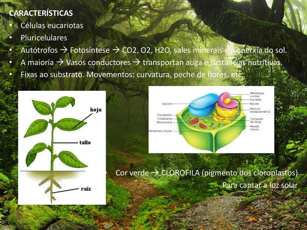 CARACTERÍSTICAS Células eucariotas. Pluricelulares. Autótrofos  Fotosíntese  CO2, O2, H2O, sales minerais e a enerxía do sol.