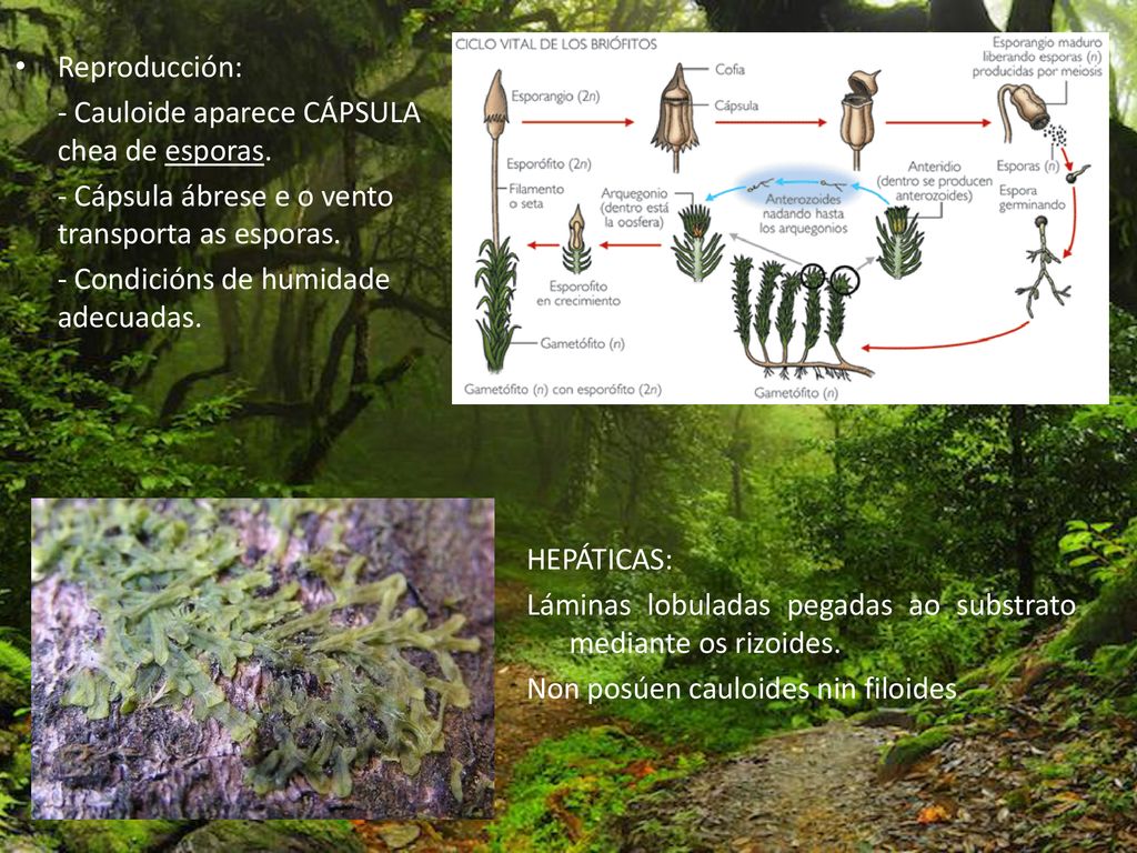 Reproducción: - Cauloide aparece CÁPSULA chea de esporas. - Cápsula ábrese e o vento transporta as esporas.