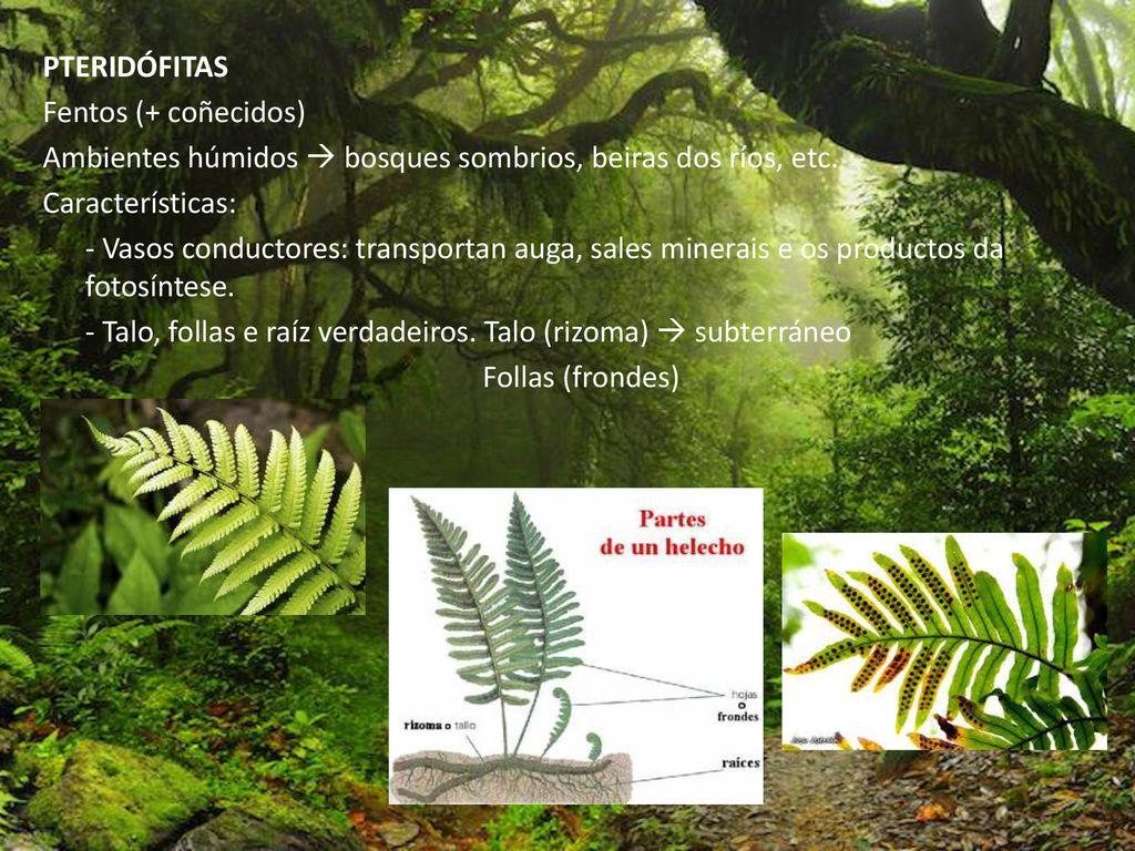 PTERIDÓFITAS Fentos (+ coñecidos) Ambientes húmidos  bosques sombrios, beiras dos ríos, etc.