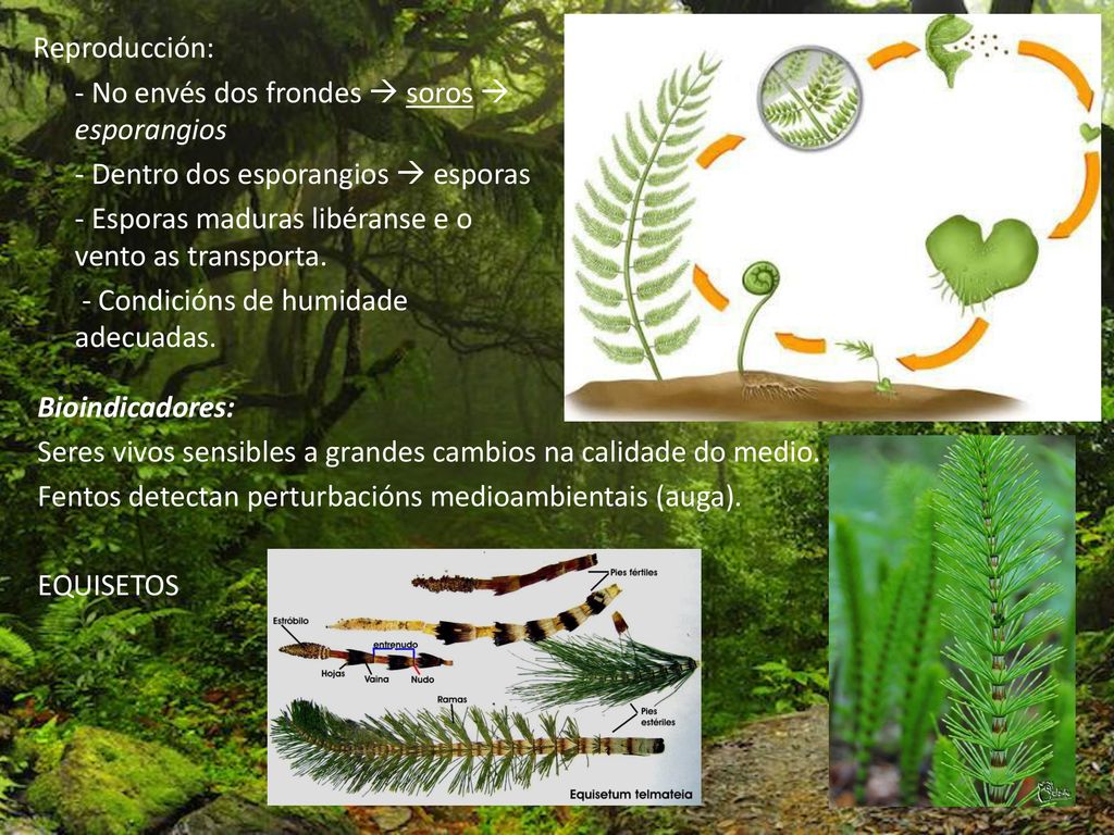 Reproducción: - No envés dos frondes  soros  esporangios - Dentro dos esporangios  esporas - Esporas maduras libéranse e o vento as transporta. - Condicións de humidade adecuadas.