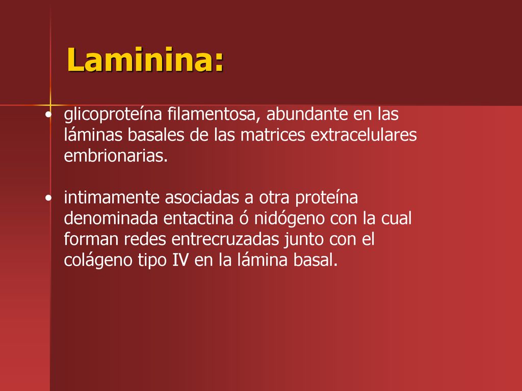 Laminina: glicoproteína filamentosa, abundante en las láminas basales de las matrices extracelulares embrionarias.