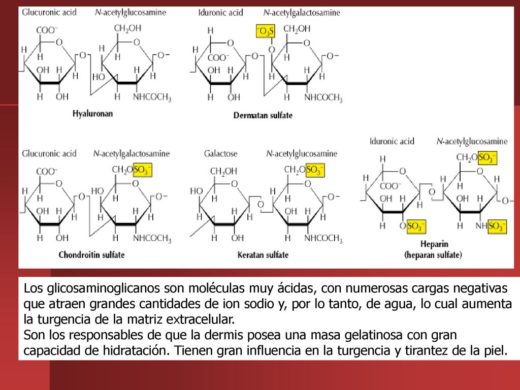 Los glicosaminoglicanos son moléculas muy ácidas, con numerosas cargas negativas que atraen grandes cantidades de ion sodio y, por lo tanto, de agua, lo cual aumenta la turgencia de la matriz extracelular.