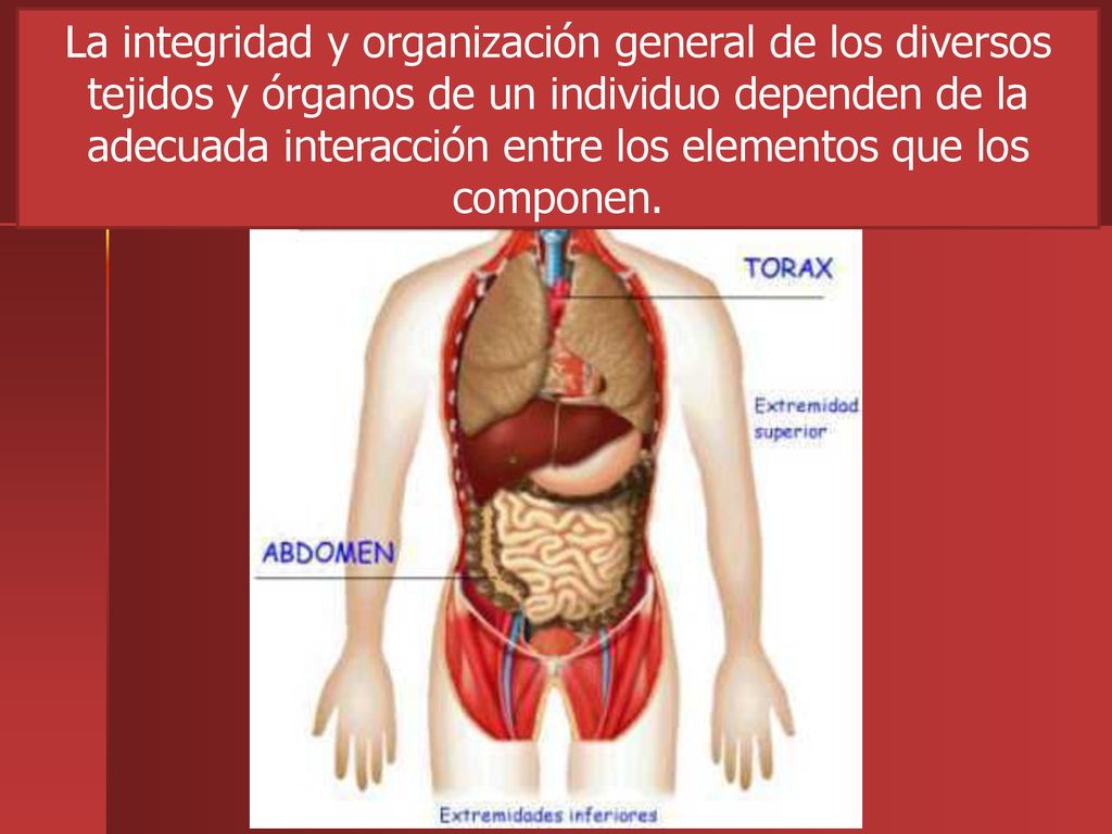 La integridad y organización general de los diversos tejidos y órganos de un individuo dependen de la adecuada interacción entre los elementos que los componen.