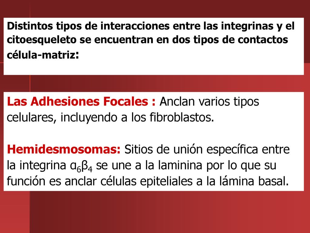 Distintos tipos de interacciones entre las integrinas y el citoesqueleto se encuentran en dos tipos de contactos célula-matriz:
