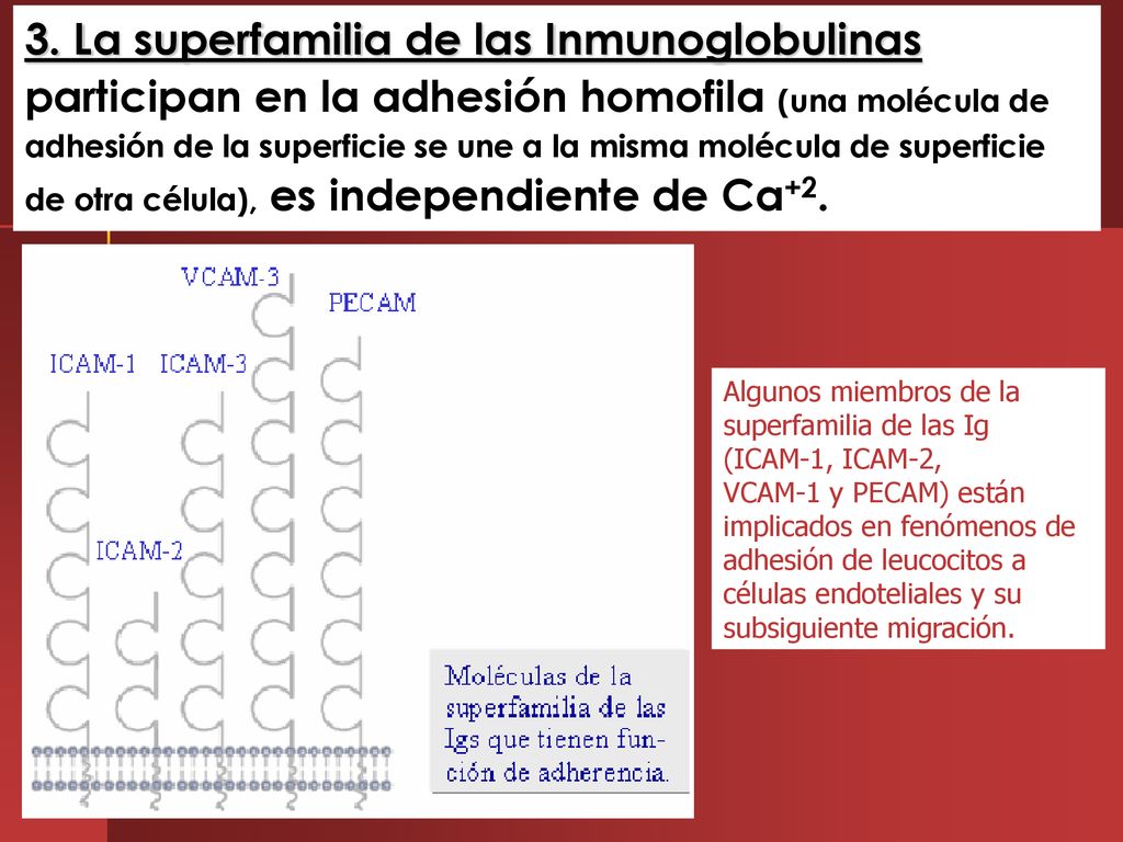 3. La superfamilia de las Inmunoglobulinas participan en la adhesión homofila (una molécula de adhesión de la superficie se une a la misma molécula de superficie de otra célula), es independiente de Ca+2.