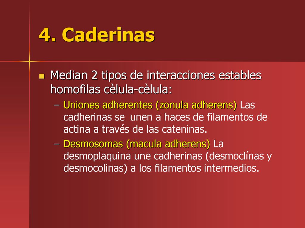 4. Caderinas Median 2 tipos de interacciones estables homofilas cèlula-cèlula: