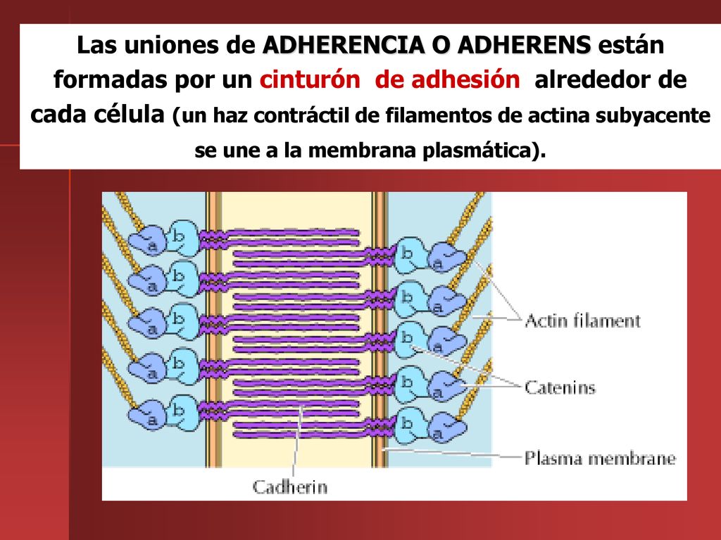 Las uniones de ADHERENCIA O ADHERENS están formadas por un cinturón de adhesión alrededor de cada célula (un haz contráctil de filamentos de actina subyacente se une a la membrana plasmática).