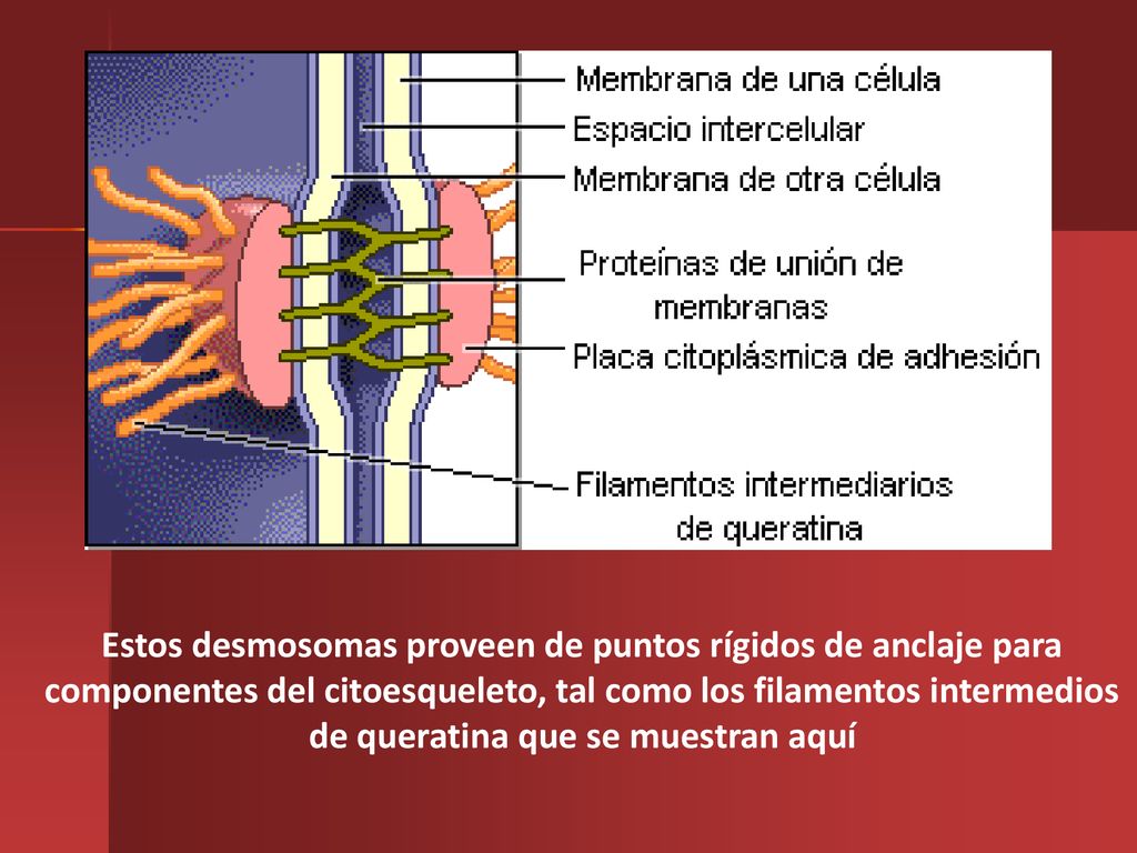 Estos desmosomas proveen de puntos rígidos de anclaje para componentes del citoesqueleto, tal como los filamentos intermedios de queratina que se muestran aquí