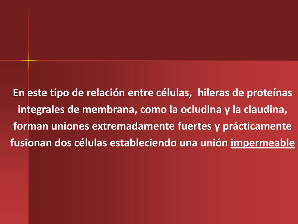 En este tipo de relación entre células, hileras de proteínas integrales de membrana, como la ocludina y la claudina, forman uniones extremadamente fuertes y prácticamente fusionan dos células estableciendo una unión impermeable