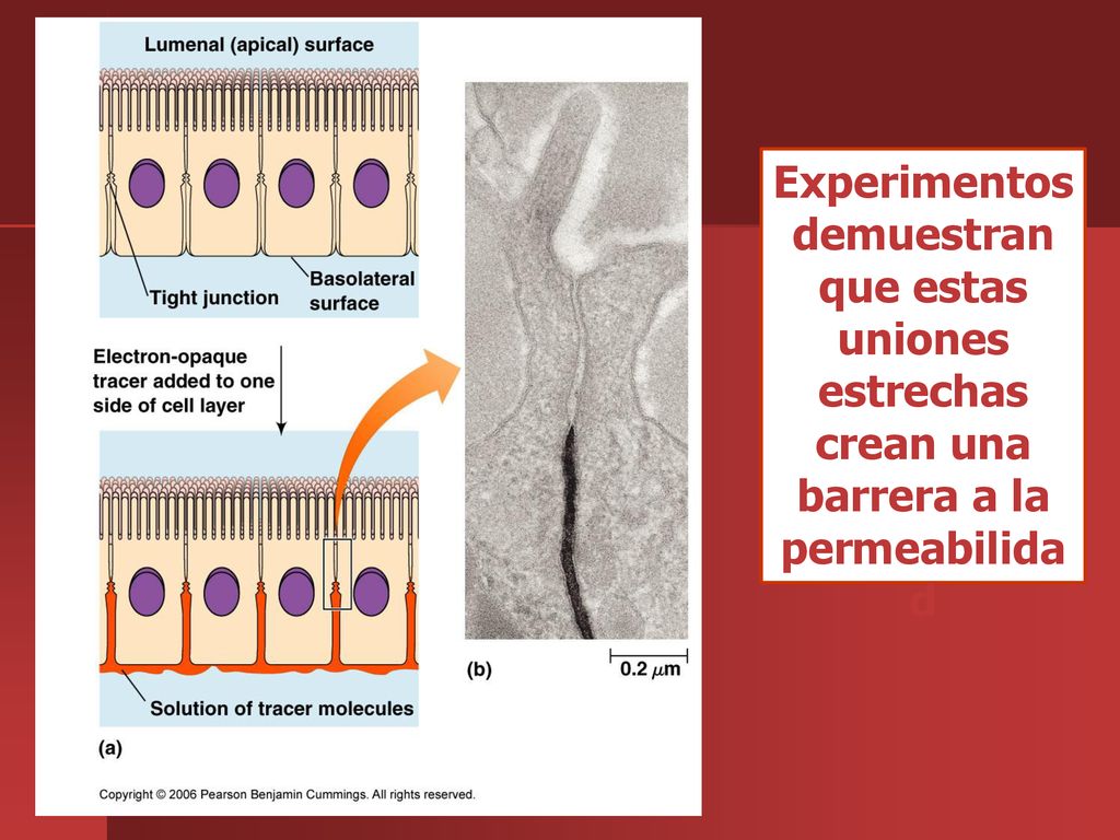 Experimentos demuestran que estas uniones estrechas crean una barrera a la permeabilidad