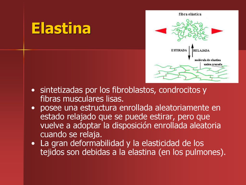 Elastina sintetizadas por los fibroblastos, condrocitos y fibras musculares lisas.