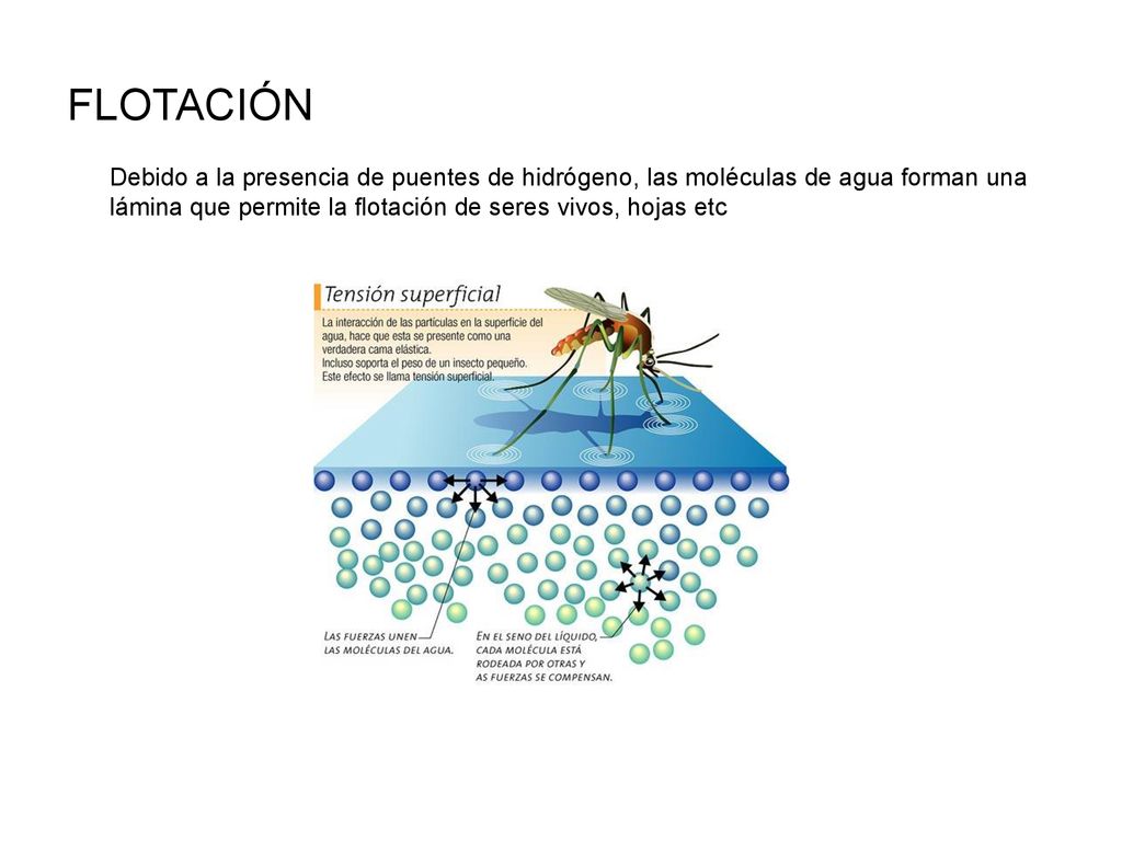 FLOTACIÓN Debido a la presencia de puentes de hidrógeno, las moléculas de agua forman una lámina que permite la flotación de seres vivos, hojas etc.