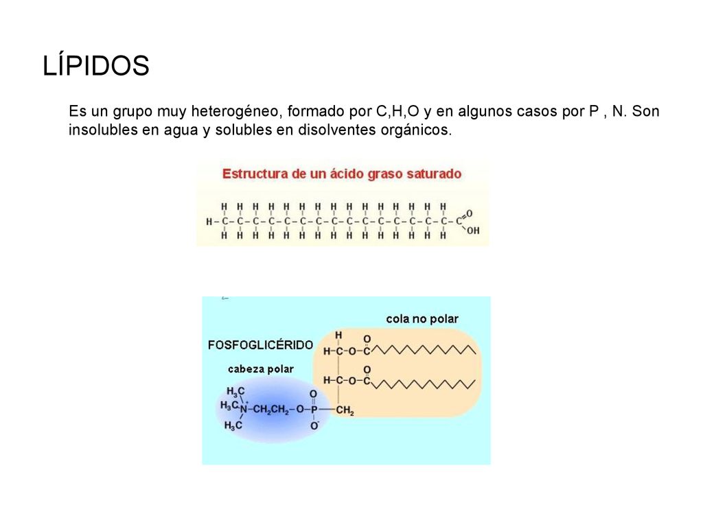 LÍPIDOS Es un grupo muy heterogéneo, formado por C,H,O y en algunos casos por P , N.