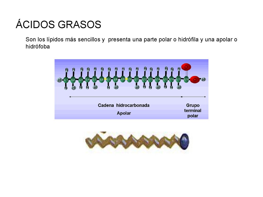 ÁCIDOS GRASOS Son los lípidos más sencillos y presenta una parte polar o hidrófila y una apolar o hidrófoba.