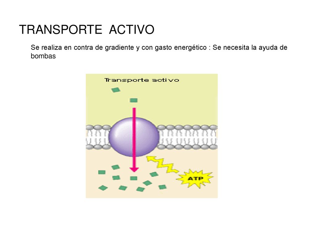TRANSPORTE ACTIVO Se realiza en contra de gradiente y con gasto energético : Se necesita la ayuda de bombas.