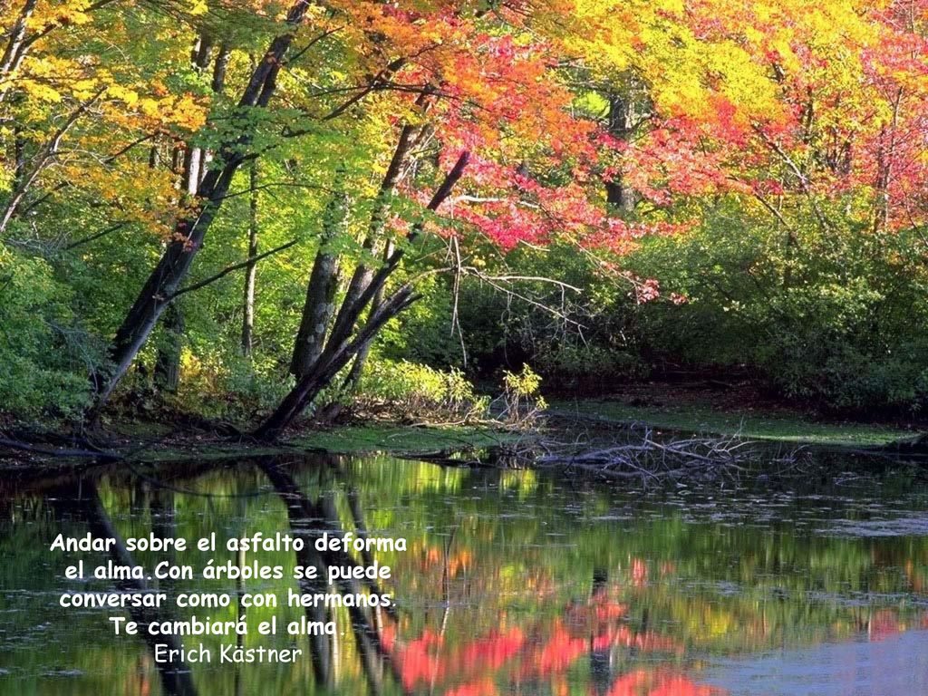 © Andar sobre el asfalto deforma el alma.Con árboles se puede conversar como con hermanos. Te cambiará el alma.