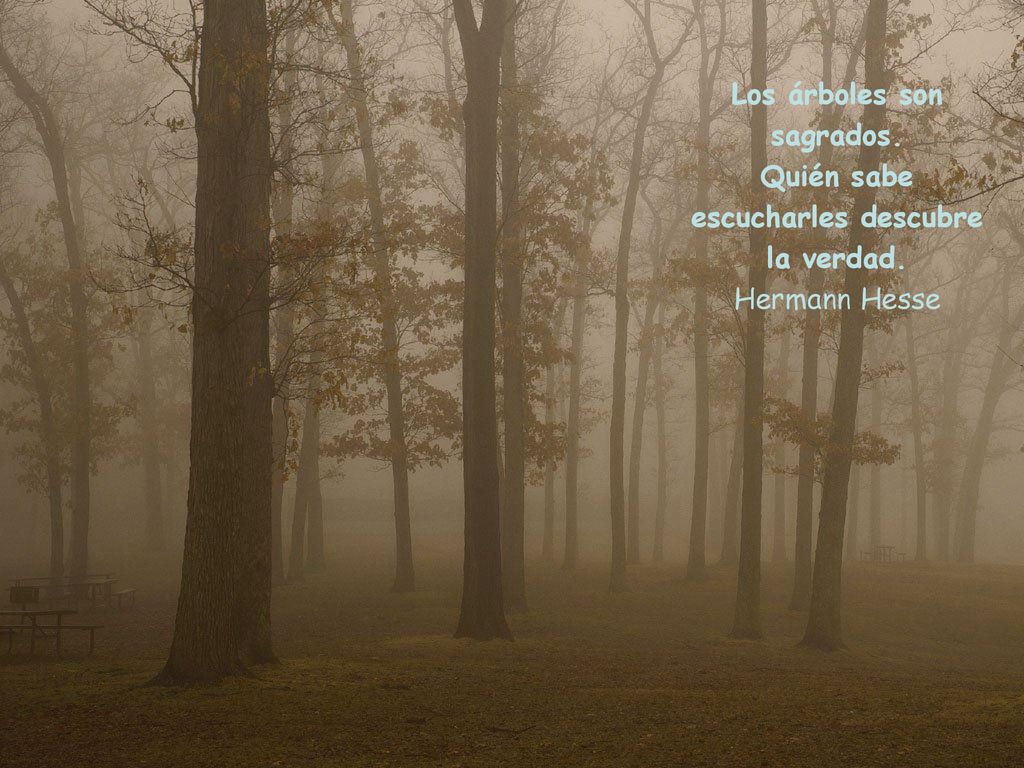 Los árboles son sagrados. Quién sabe escucharles descubre la verdad.