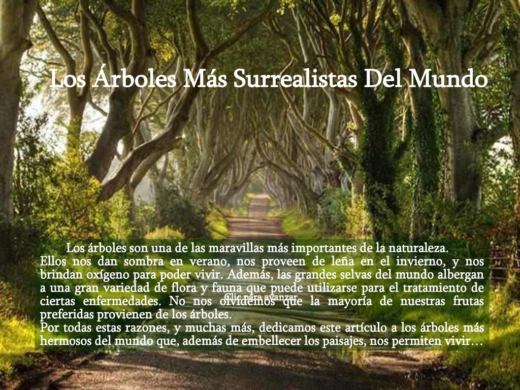 Los Árboles Más Surrealistas Del Mundo