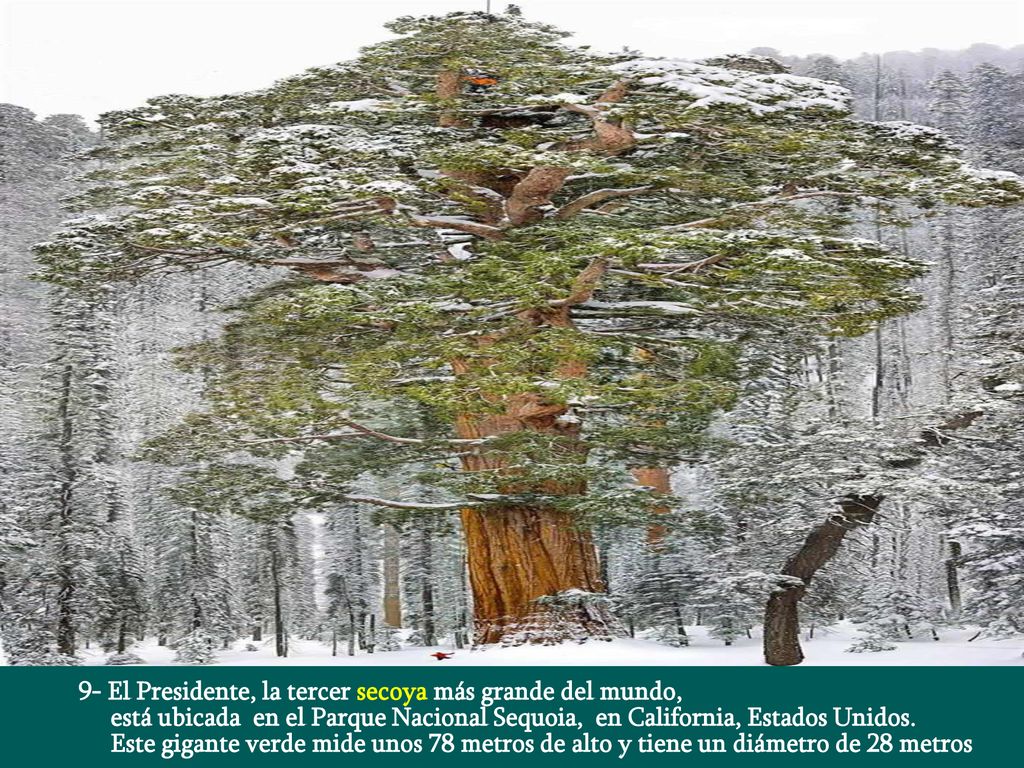 9- El Presidente, la tercer secoya más grande del mundo,