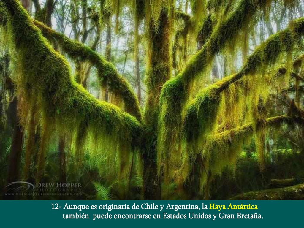 12- Aunque es originaria de Chile y Argentina, la Haya Antártica