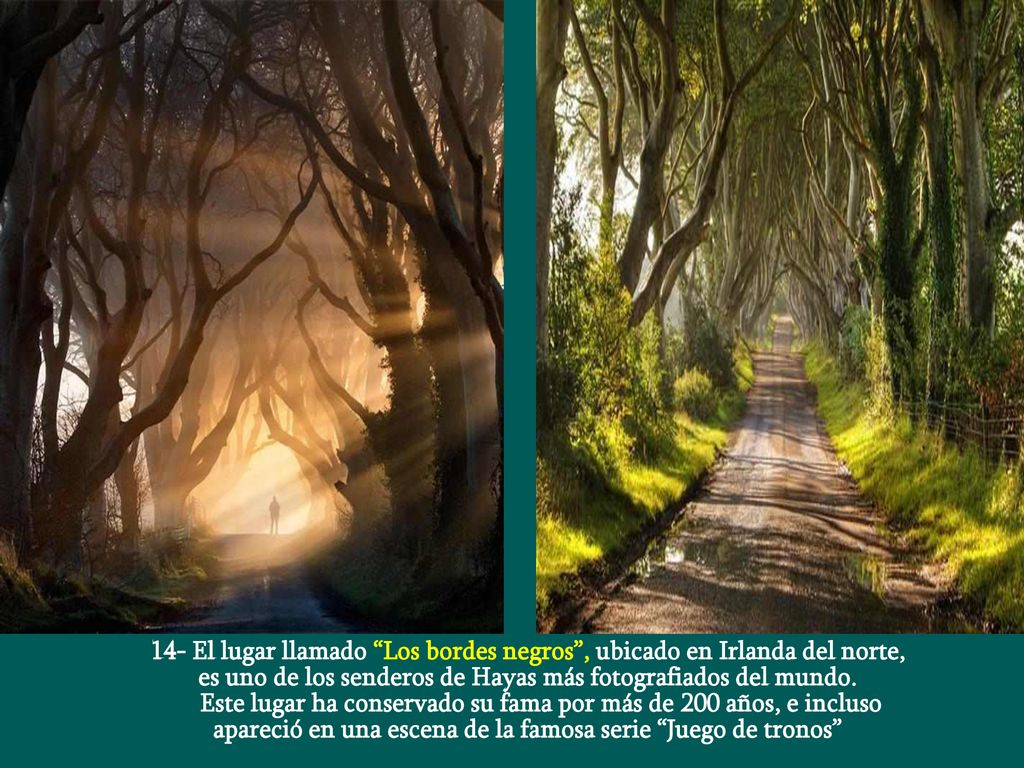 es uno de los senderos de Hayas más fotografiados del mundo.