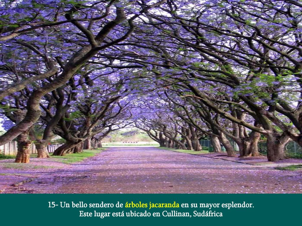 15- Un bello sendero de árboles jacaranda en su mayor esplendor.