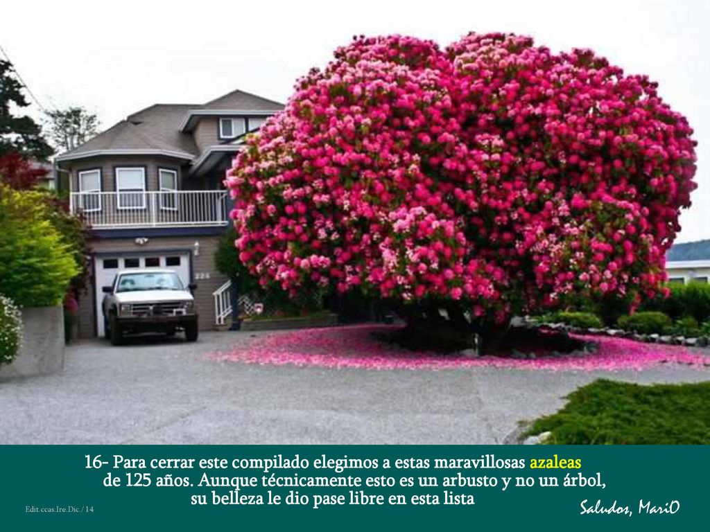 16- Para cerrar este compilado elegimos a estas maravillosas azaleas