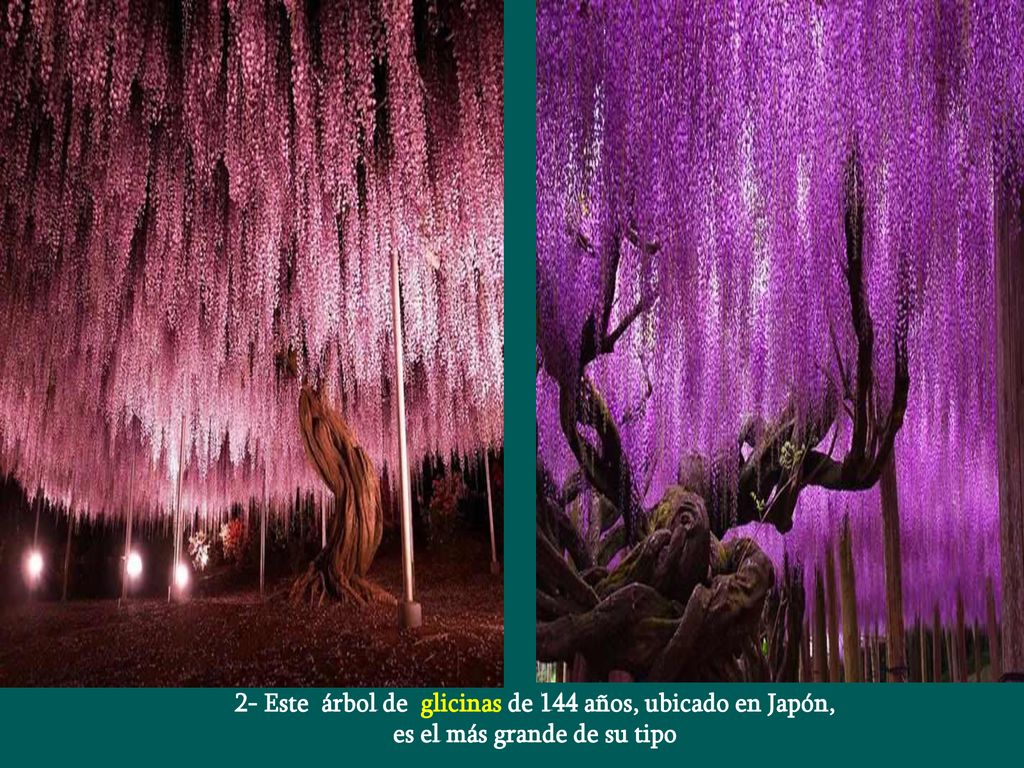2- Este árbol de glicinas de 144 años, ubicado en Japón,