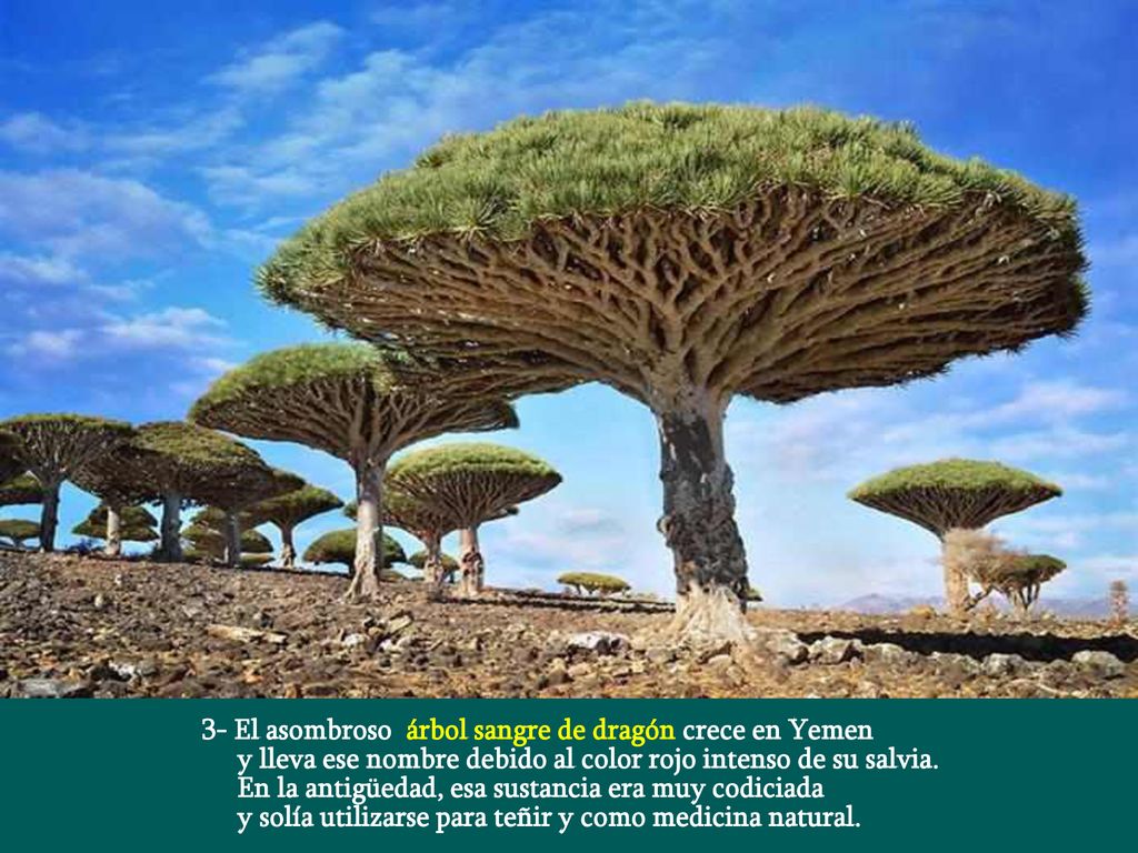 3- El asombroso árbol sangre de dragón crece en Yemen