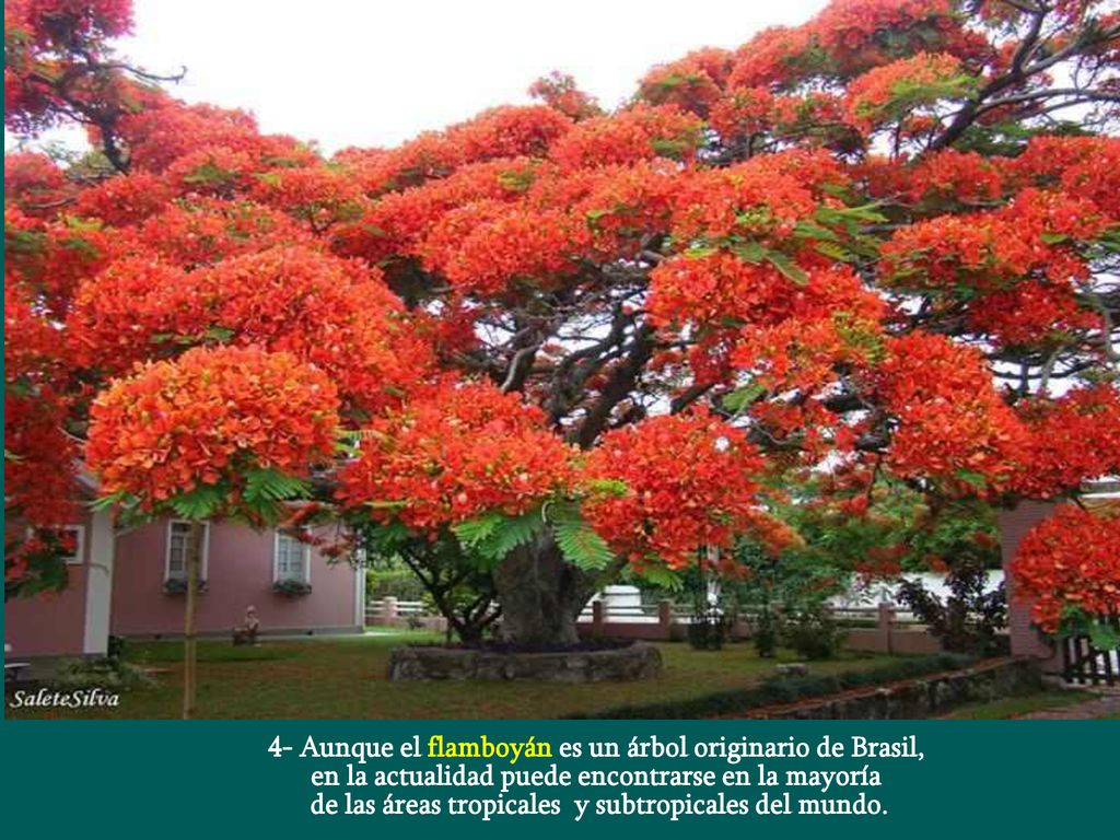 4- Aunque el flamboyán es un árbol originario de Brasil,
