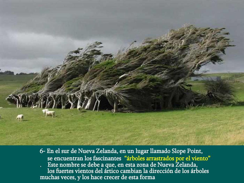 6- En el sur de Nueva Zelanda, en un lugar llamado Slope Point,