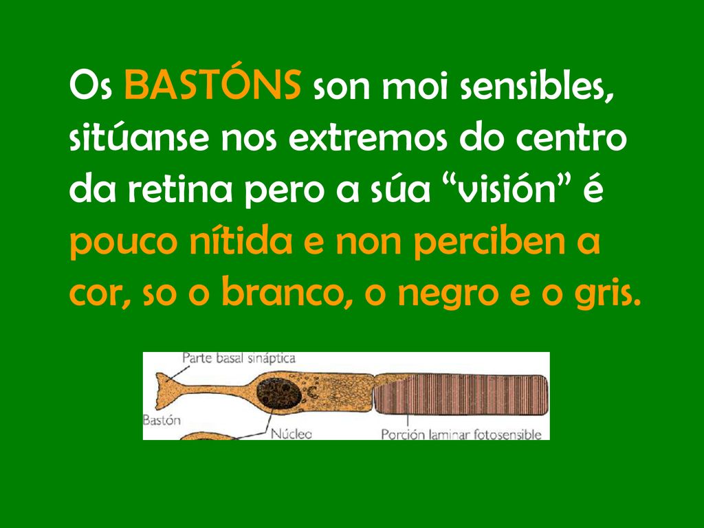 Os BASTÓNS son moi sensibles, sitúanse nos extremos do centro da retina pero a súa visión é pouco nítida e non perciben a cor, so o branco, o negro e o gris.