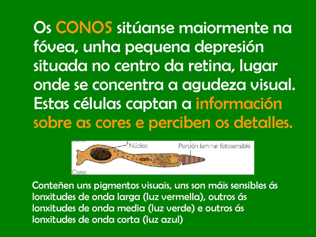 Os CONOS sitúanse maiormente na fóvea, unha pequena depresión situada no centro da retina, lugar onde se concentra a agudeza visual. Estas células captan a información sobre as cores e perciben os detalles.