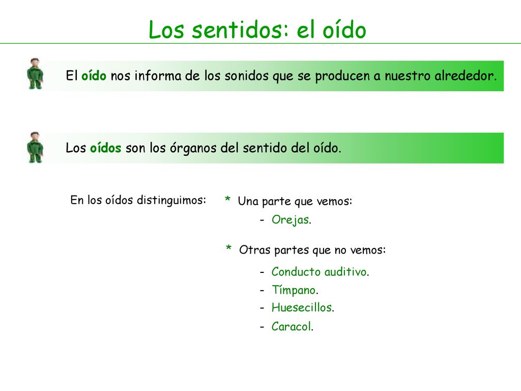 Los sentidos: el oído El oído nos informa de los sonidos que se producen a nuestro alrededor. Los oídos son los órganos del sentido del oído.