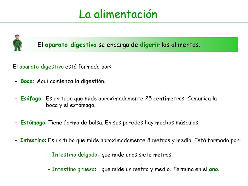 La alimentación El aparato digestivo se encarga de digerir los alimentos. El aparato digestivo está formado por: