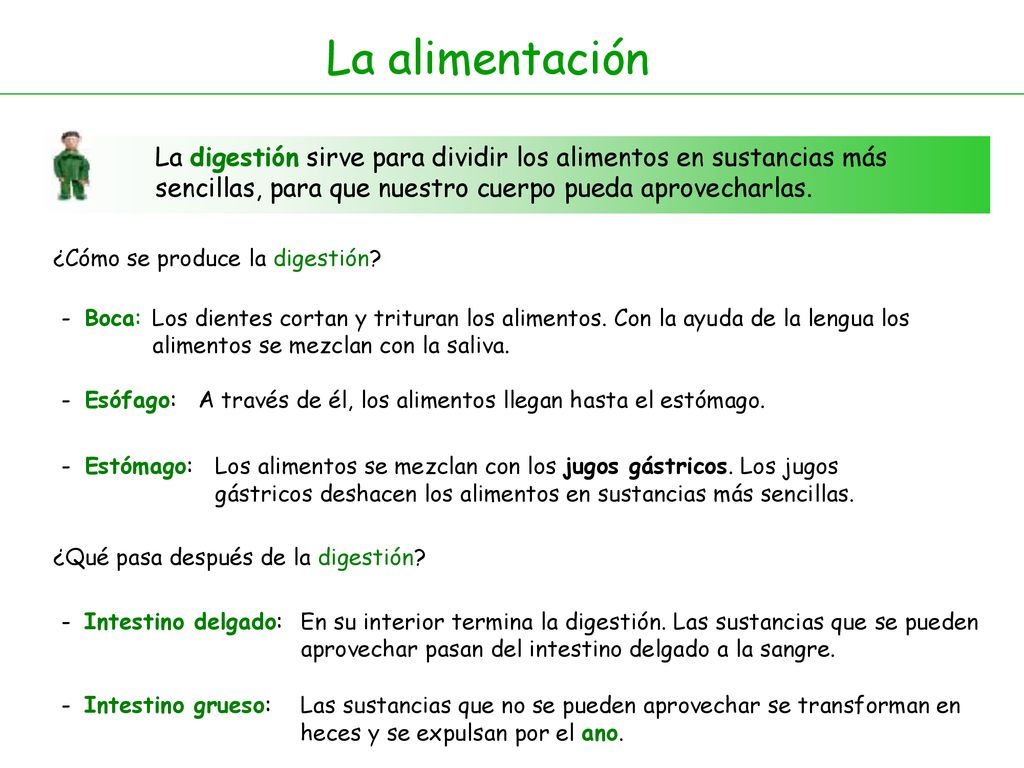 La alimentación La digestión sirve para dividir los alimentos en sustancias más sencillas, para que nuestro cuerpo pueda aprovecharlas.