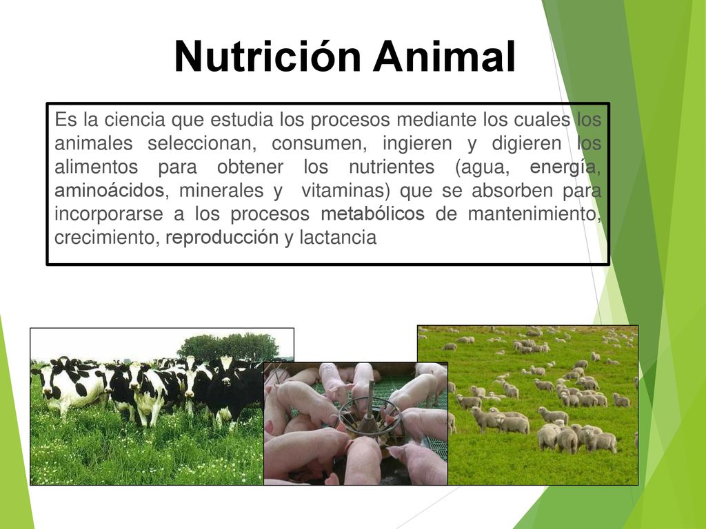 NUTRICIÓN ANIMAL 2017 Marcelo Antúnez Dr. en Ciencias Veterinarias - ppt descargar NUTRICIÓN ANIMAL 2017 Marcelo Antúnez Dr. en Ciencias Veterinarias - ppt descargar