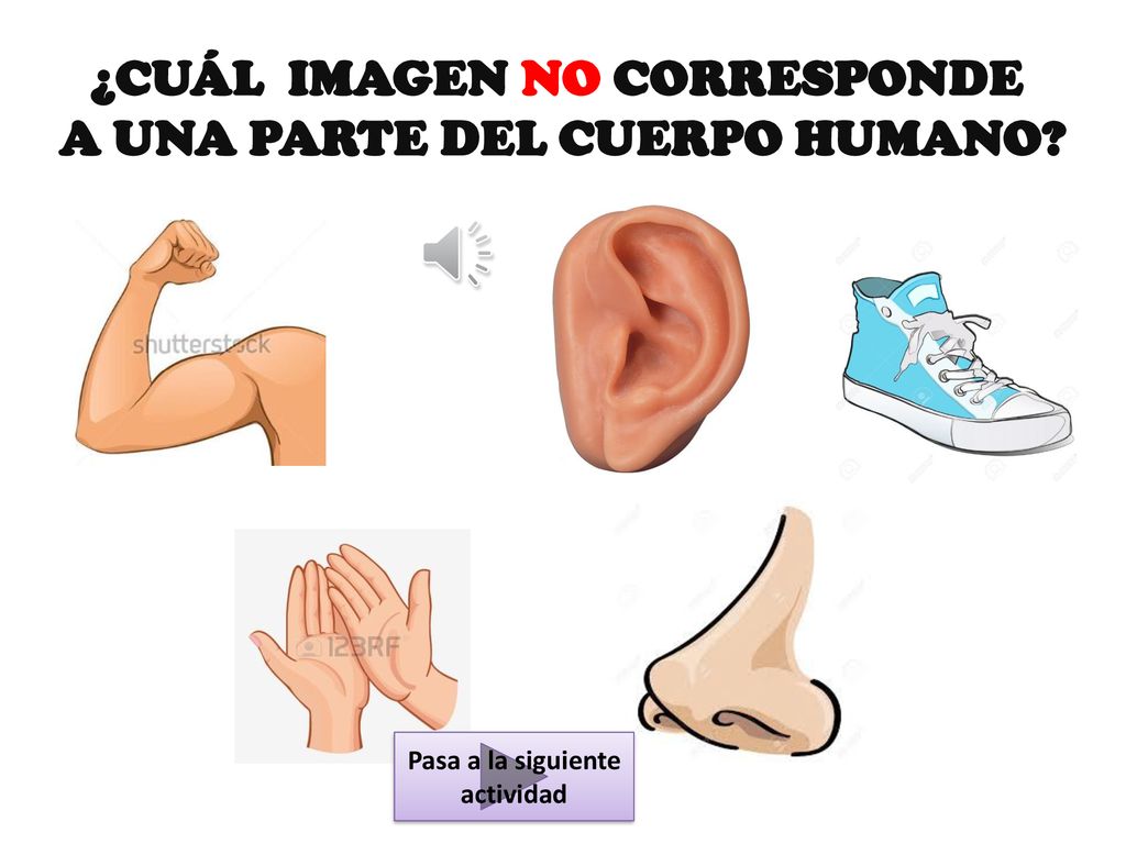 ¿CUÁL IMAGEN NO CORRESPONDE A UNA PARTE DEL CUERPO HUMANO