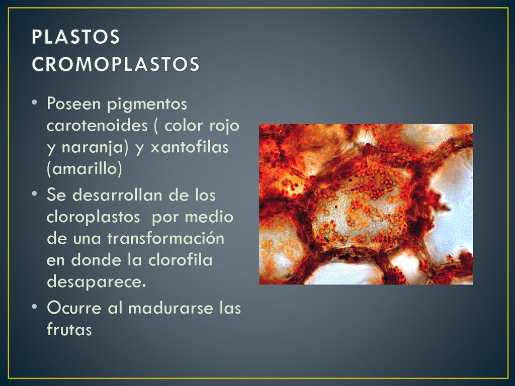 PLASTOS CROMOPLASTOS Poseen pigmentos carotenoides ( color rojo y naranja) y xantofilas (amarillo)