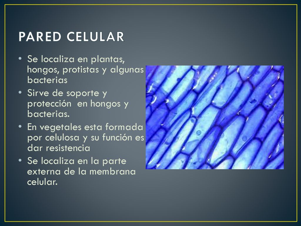 PARED CELULAR Se localiza en plantas, hongos, protistas y algunas bacterias. Sirve de soporte y protección en hongos y bacterias.
