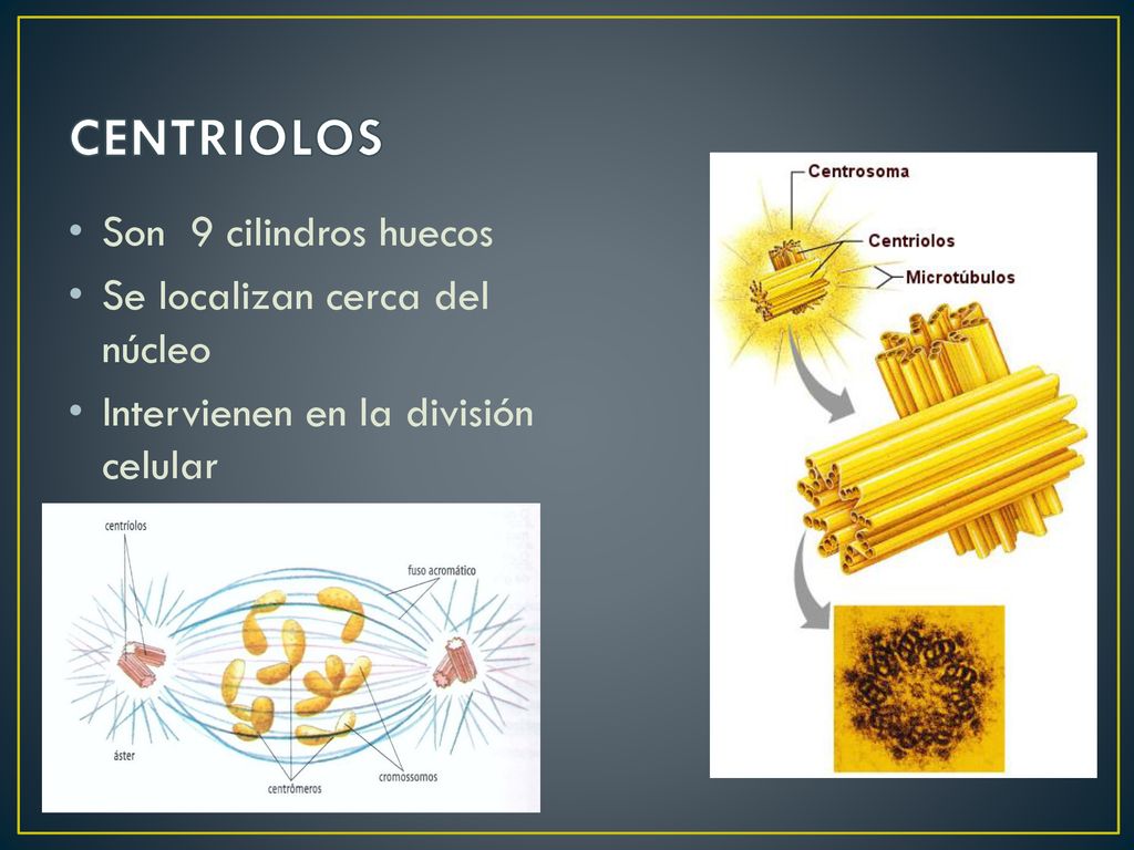 CENTRIOLOS Son 9 cilindros huecos Se localizan cerca del núcleo