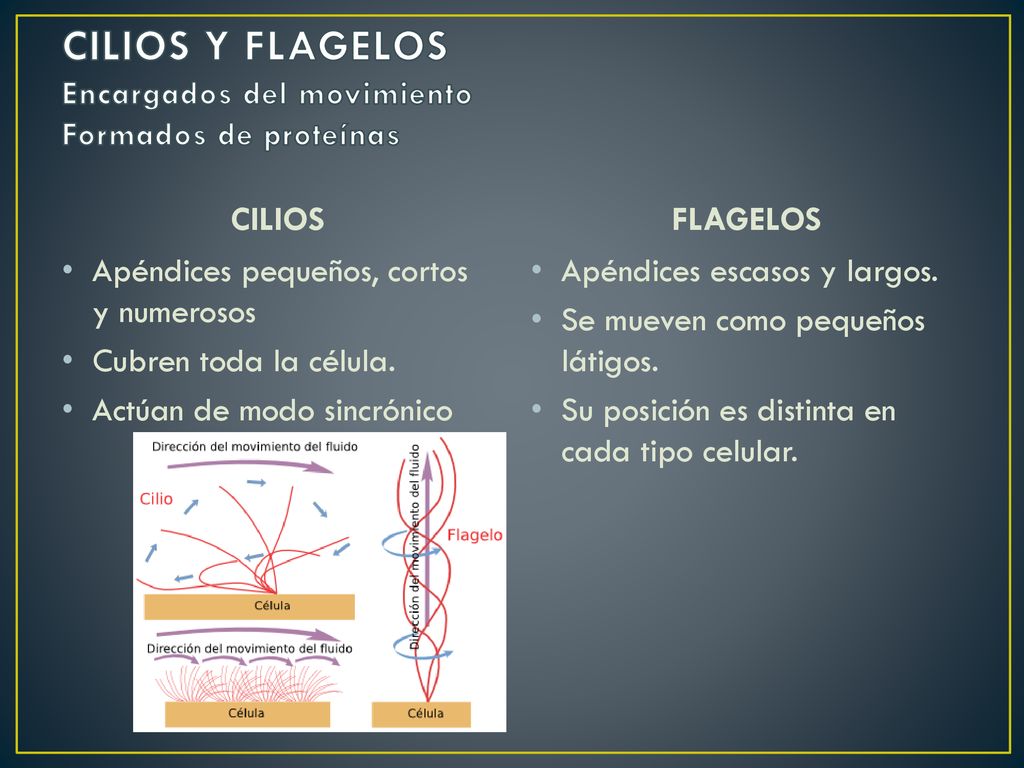 CILIOS Y FLAGELOS Encargados del movimiento Formados de proteínas