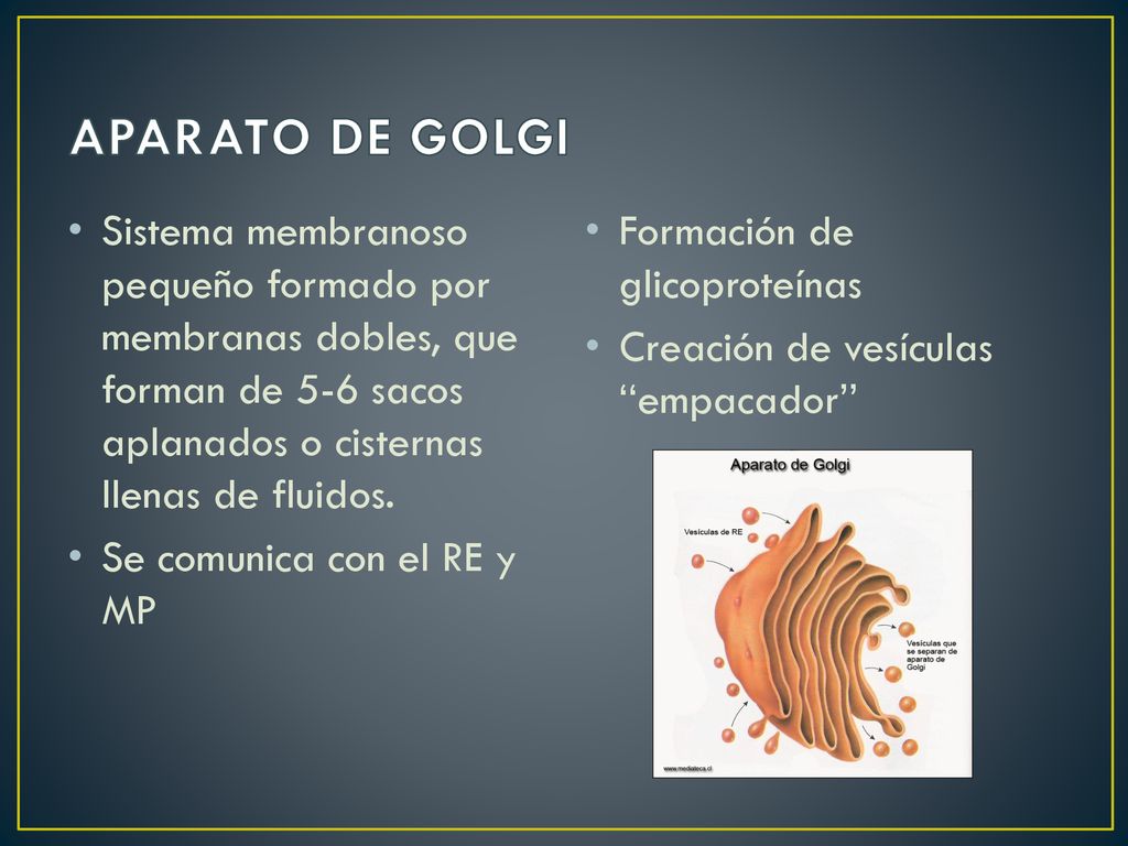 APARATO DE GOLGI Sistema membranoso pequeño formado por membranas dobles, que forman de 5-6 sacos aplanados o cisternas llenas de fluidos.
