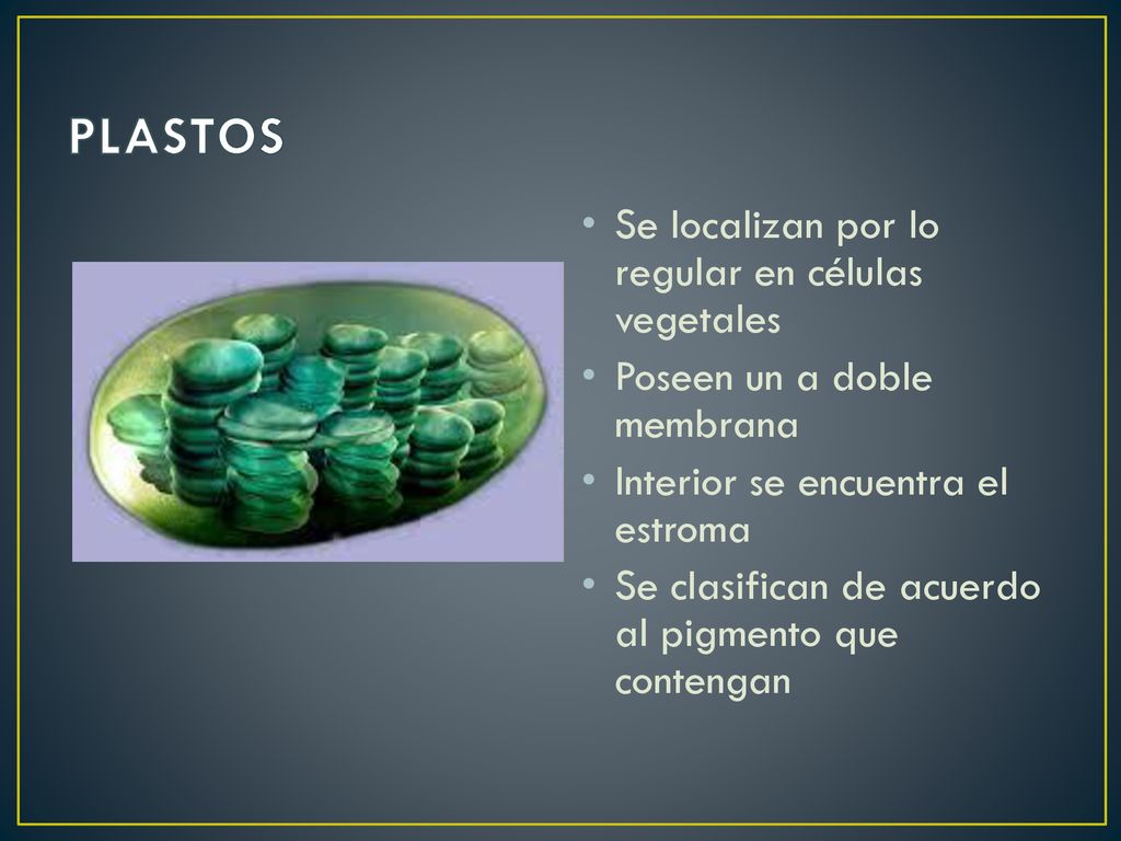 PLASTOS Se localizan por lo regular en células vegetales