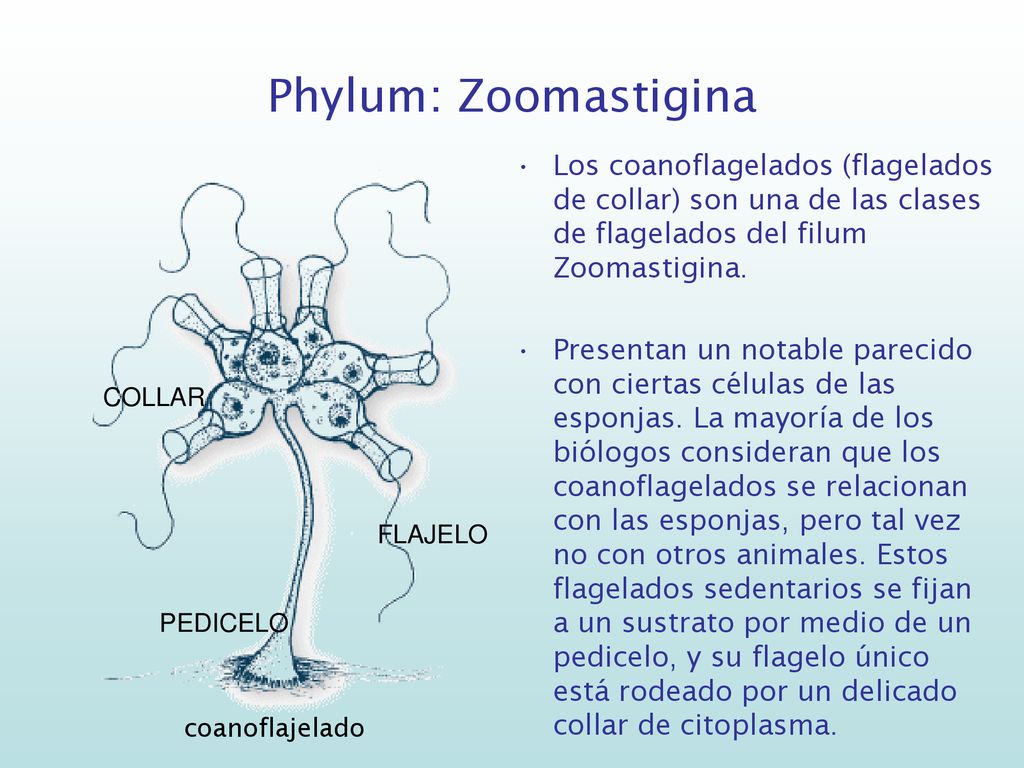 Phylum: Zoomastigina Los coanoflagelados (flagelados de collar) son una de las clases de flagelados del filum Zoomastigina.