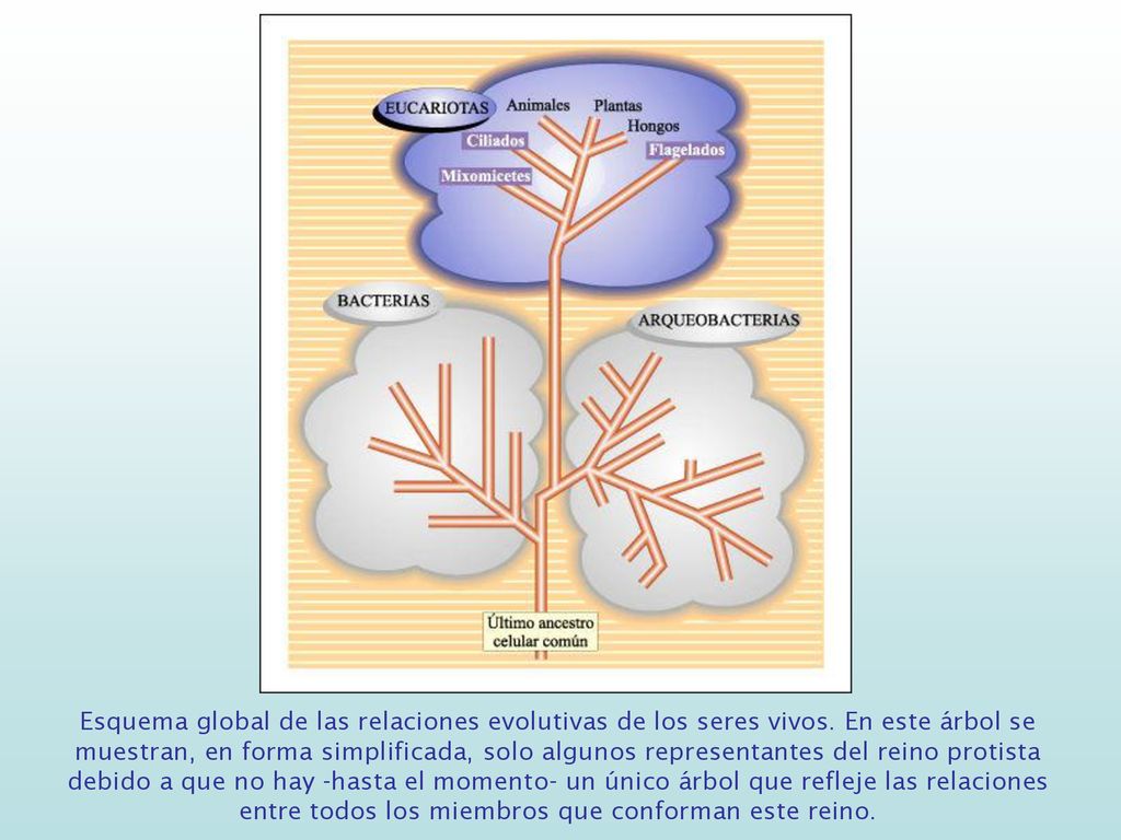 Esquema global de las relaciones evolutivas de los seres vivos