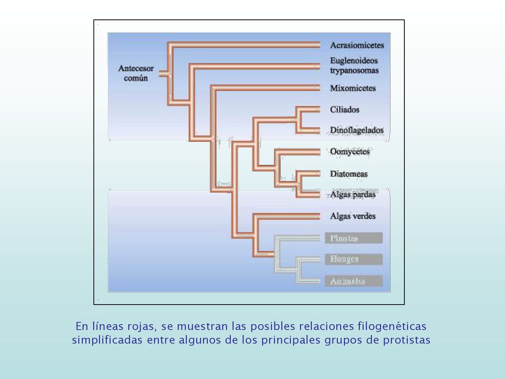 En líneas rojas, se muestran las posibles relaciones filogenéticas simplificadas entre algunos de los principales grupos de protistas