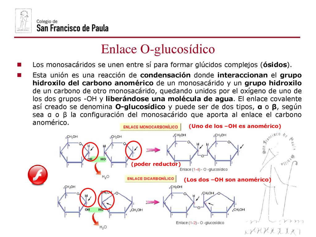 (Uno de los –OH es anomérico)‏ (Los dos –OH son anomérico)‏