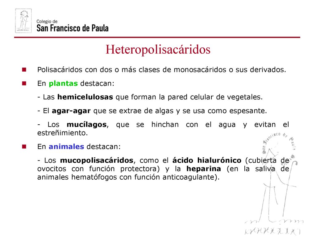 Heteropolisacáridos Polisacáridos con dos o más clases de monosacáridos o sus derivados. En plantas destacan: