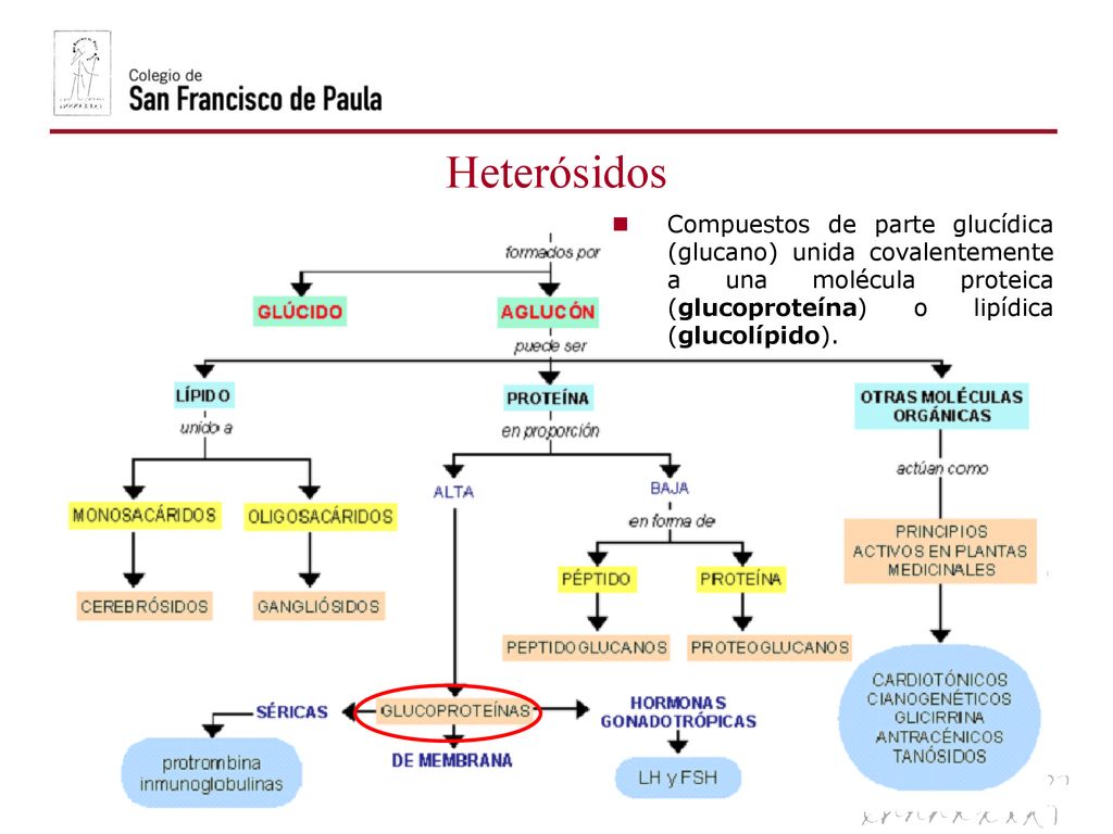 Heterósidos Compuestos de parte glucídica (glucano) unida covalentemente a una molécula proteica (glucoproteína) o lipídica (glucolípido).